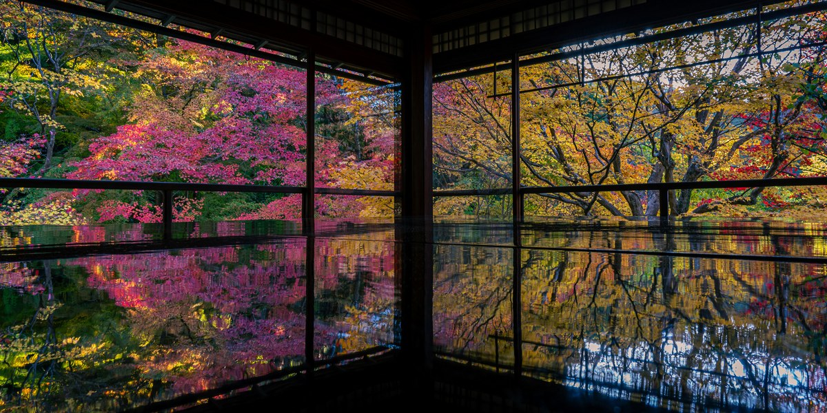 Reflections of red and gold autumn leaves in a traditional Japanese room